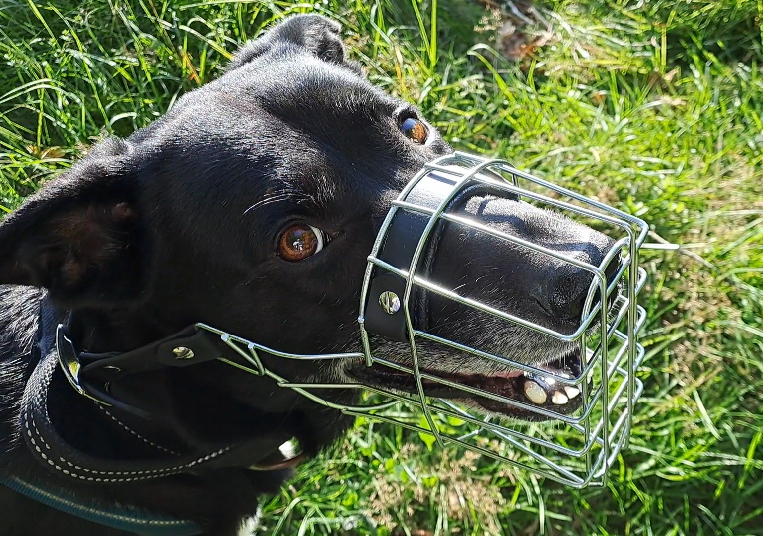 Wandern mit einem reaktiven Hund