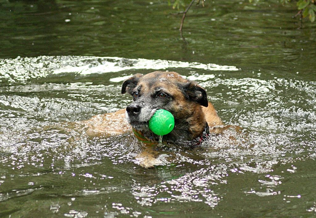 Sommerhitze – Kein Spaß für Hunde