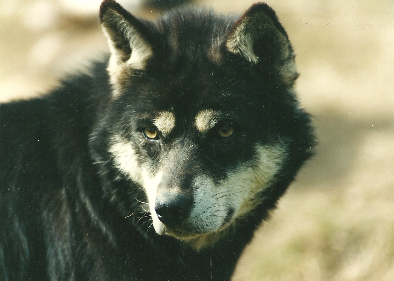 Am Anfang war der Wolf