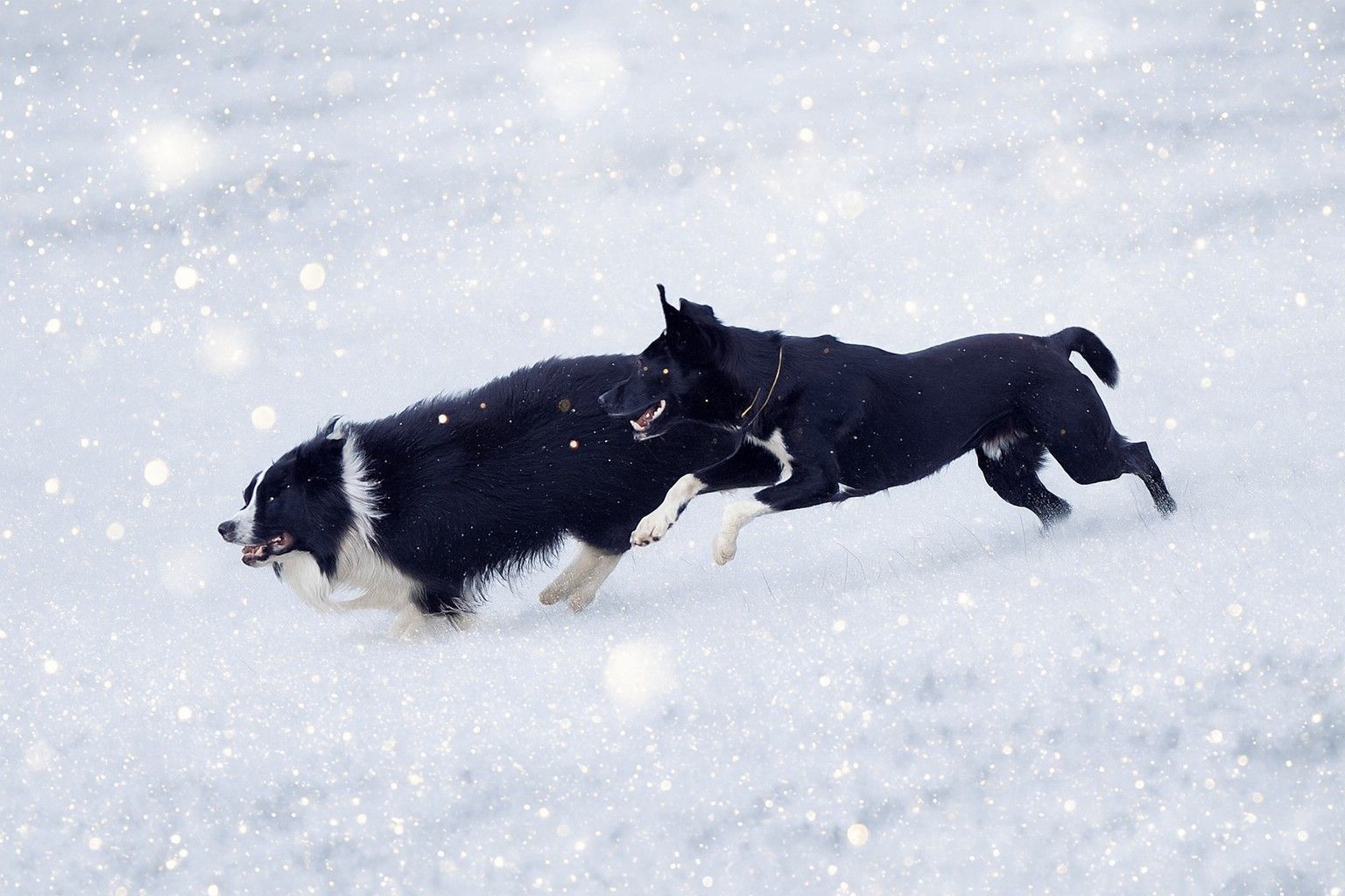 Hunde im Weihnachtstaumel
